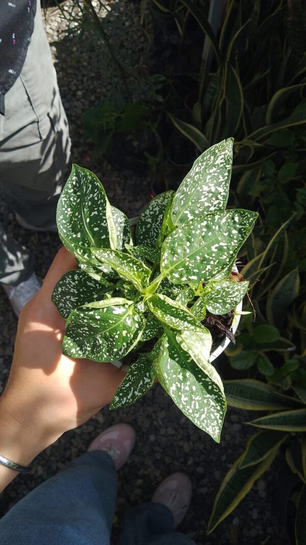 Planta de lunares - Image 2