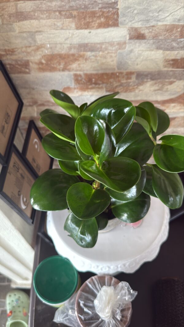 Peperomia obtusifolia - Image 2
