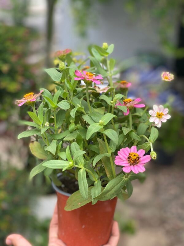 Zinnia elegans - Image 2