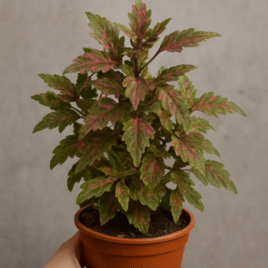 Coleus Rosado