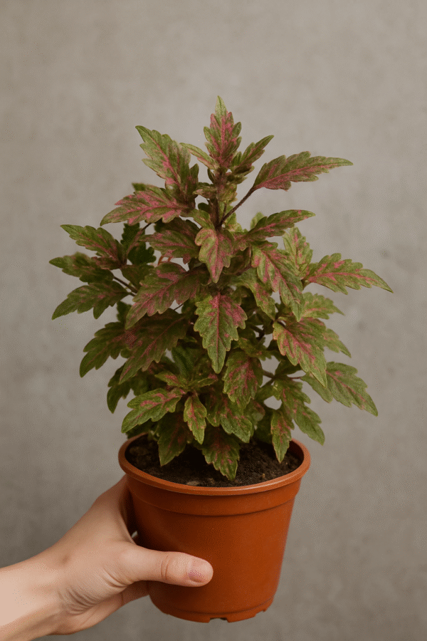 Coleus Rosado