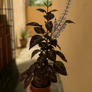 Coleus Florido