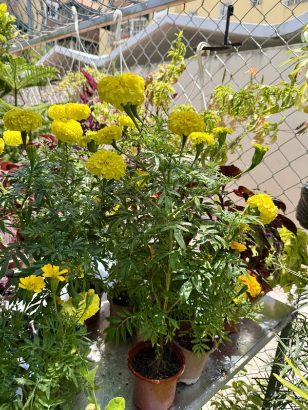 Clavelón amarillo - Image 2