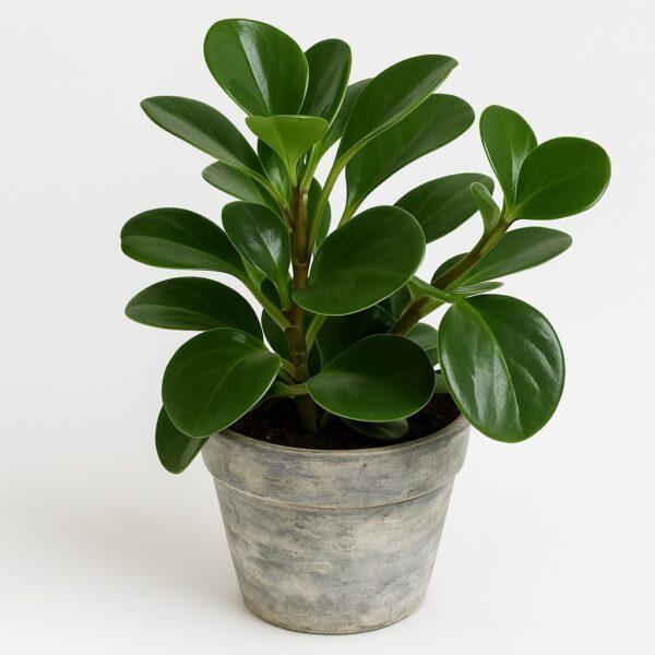 Peperomia obtusifolia