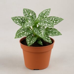 Planta de lunares