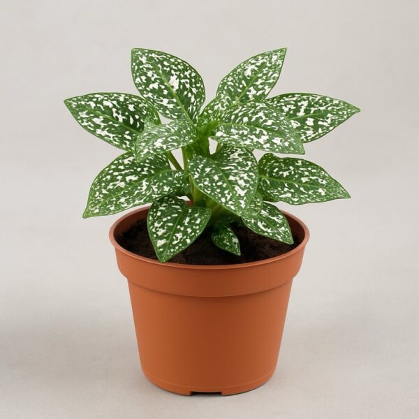 Planta de lunares