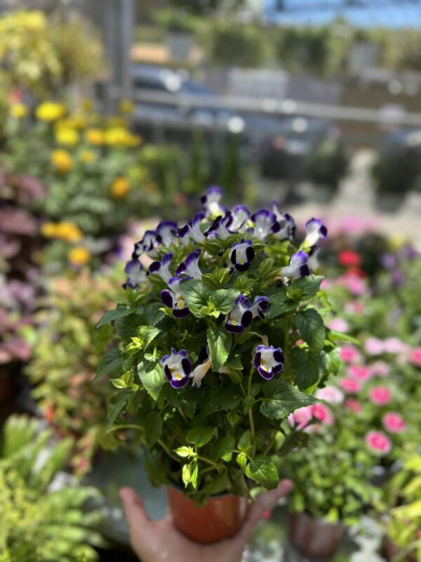 Flor de payaso morada - Image 2