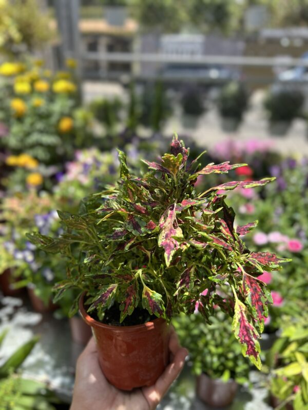 Coleus Rosado - Image 2