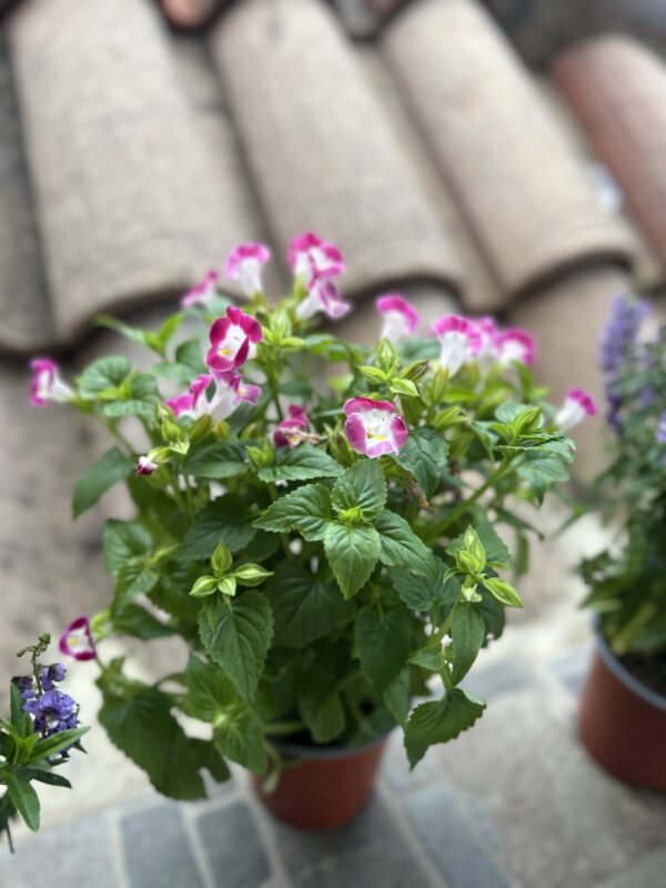 Flor de payaso rosada - Image 2