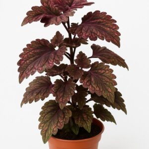 Coleus