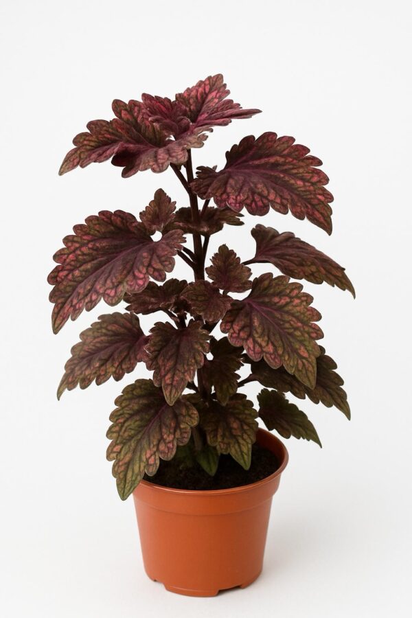 Coleus