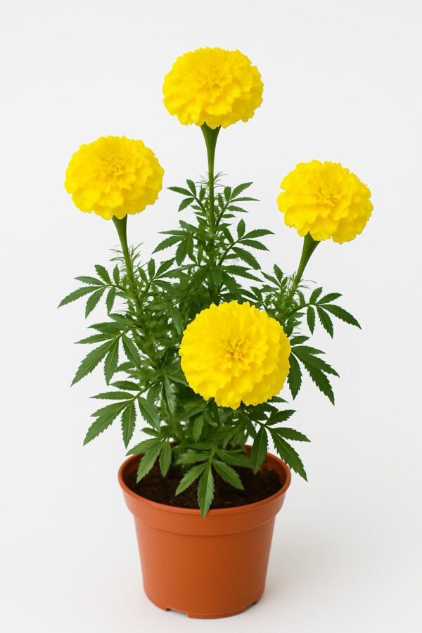 Clavelón amarillo