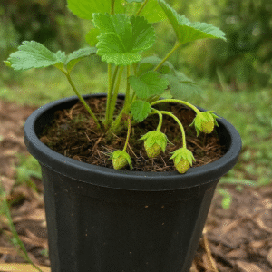 Planta de fresa