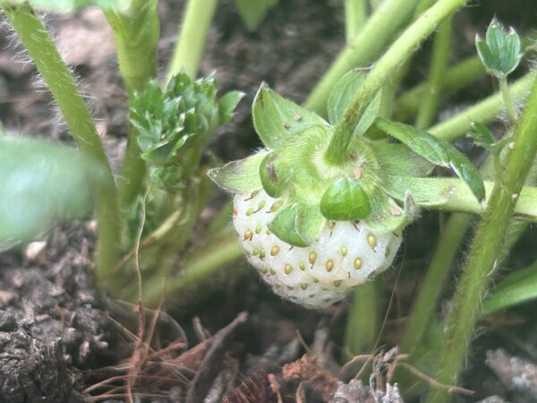 Planta de fresa - Image 3