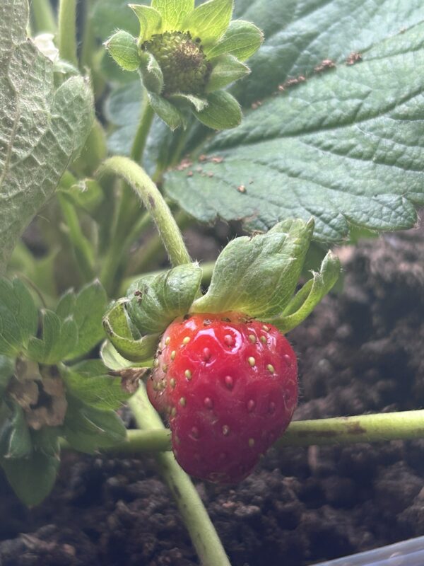 Planta de fresa - Image 2