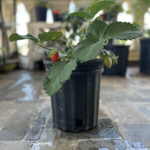 Planta de fresa