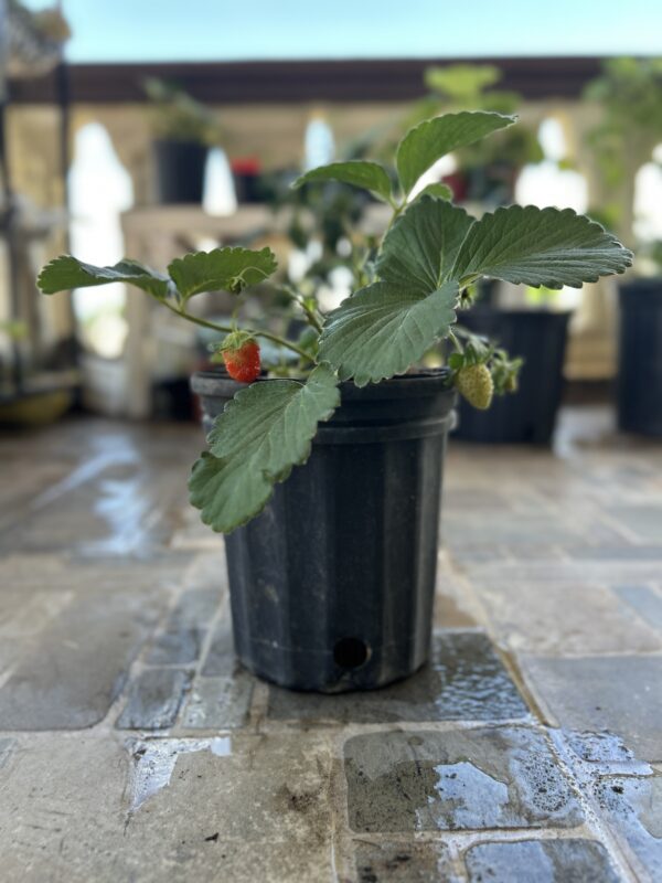 Planta de fresa