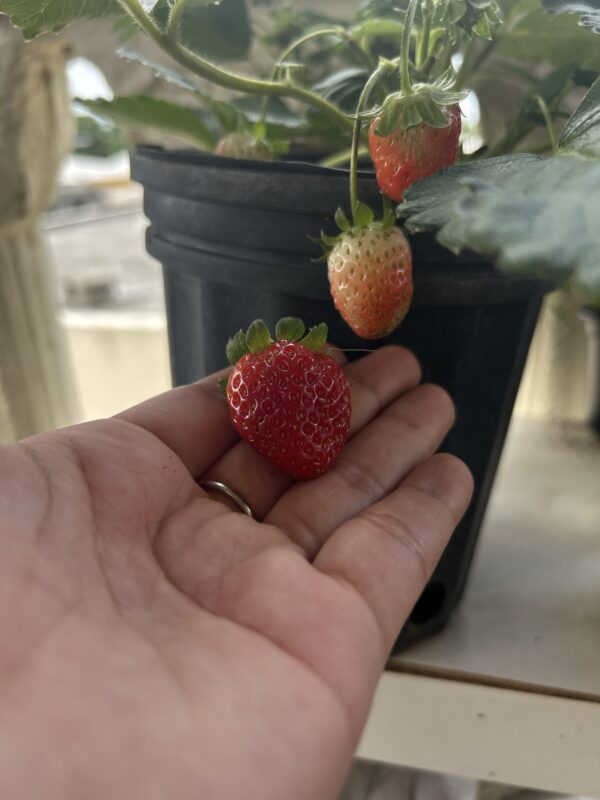 Planta de fresa - Image 2