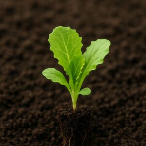 Planta de lechuga