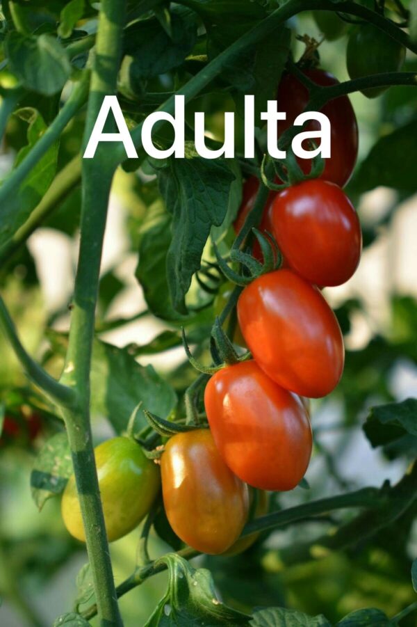 Planta de Tomate ‘Fresh Salsa’ - Image 2