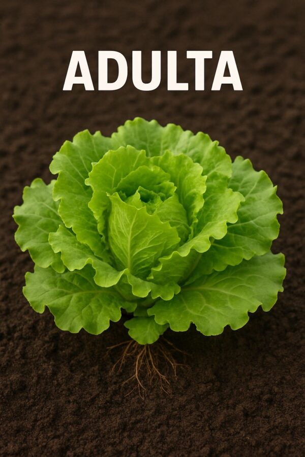 Planta de lechuga - Image 2
