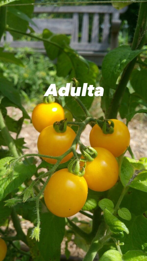 Planta Tomate sungold - Image 5