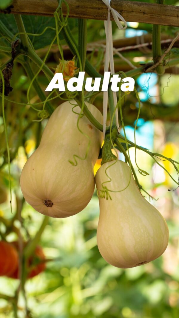 Planta Calabaza de invierno - Image 4