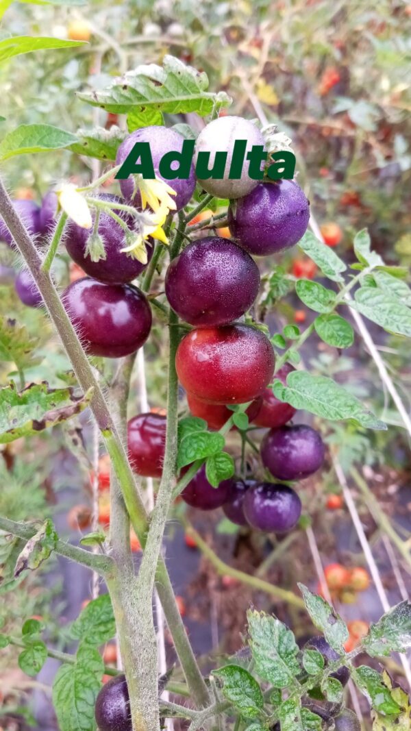 Planta tomate morado - Image 3