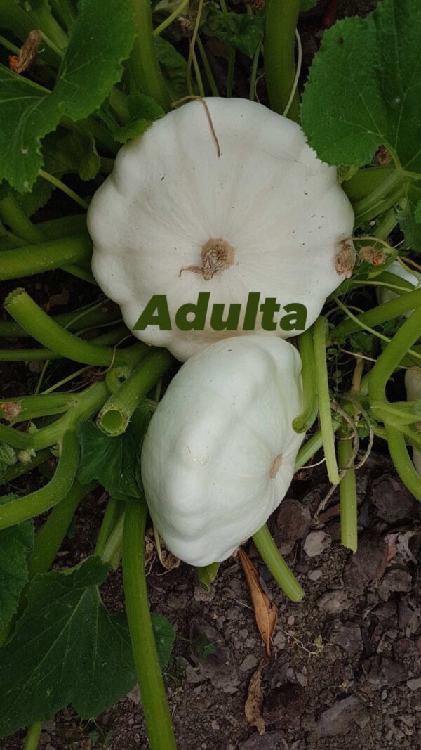 Calabacín patty pan blanco - Image 3