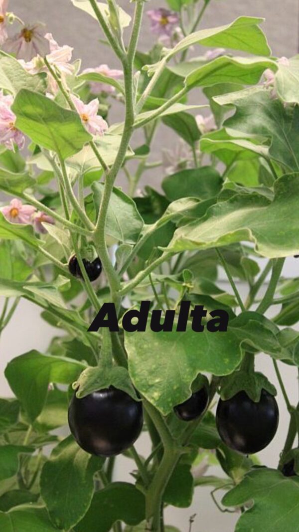 Planta Berenjena Baby - Image 5