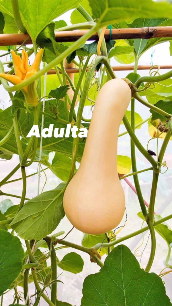 Planta Calabaza de invierno - Image 3
