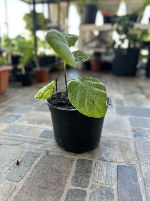 Planta Berenjena Baby - Image 3