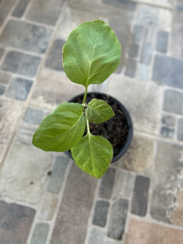 Planta Berenjena Baby - Image 2