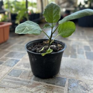 Planta Berenjena Baby