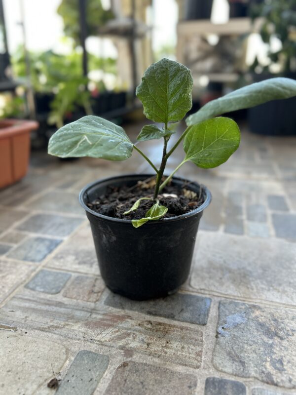 Planta Berenjena Baby