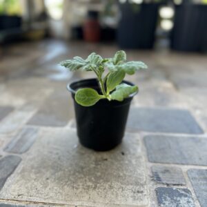 Planta Sandía sugar baby