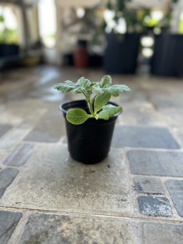 Planta Sandía sugar baby