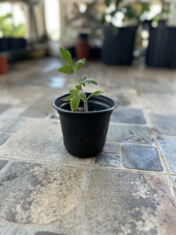 Planta tomate morado - Image 2