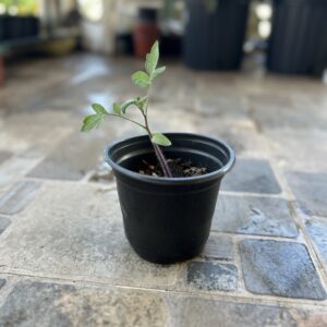 Planta tomate morado