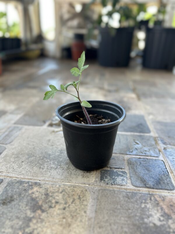 Planta tomate morado