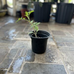 Planta Tomate sungold