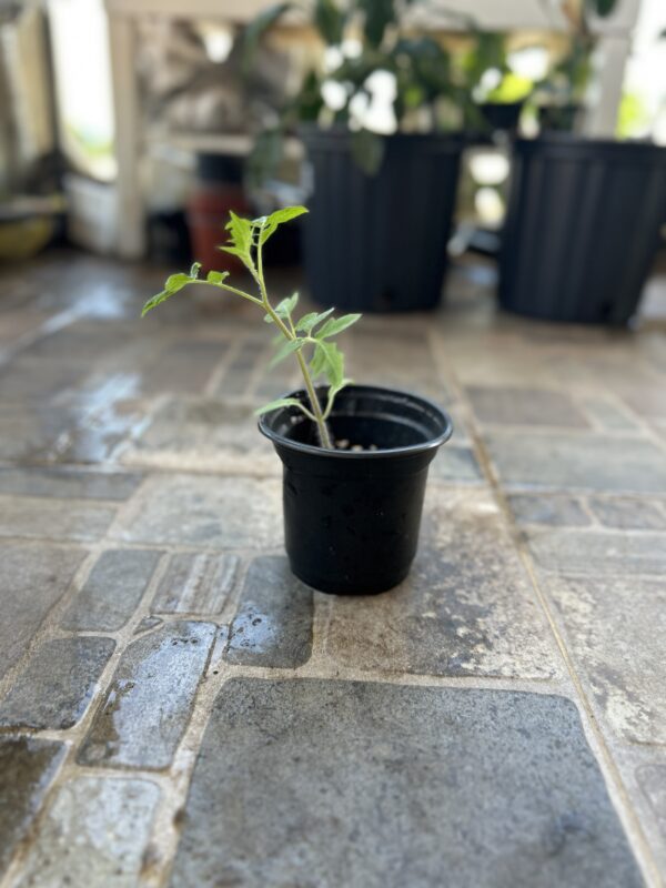 Planta Tomate sungold