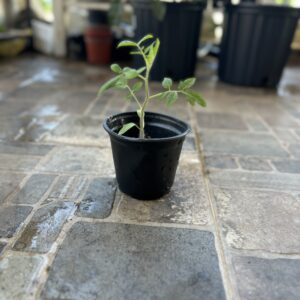 Planta de Tomate ‘Fresh Salsa’