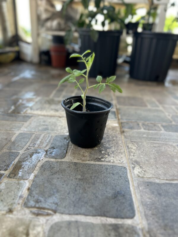 Planta de Tomate ‘Fresh Salsa’