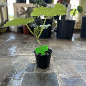 Planta Calabaza de invierno