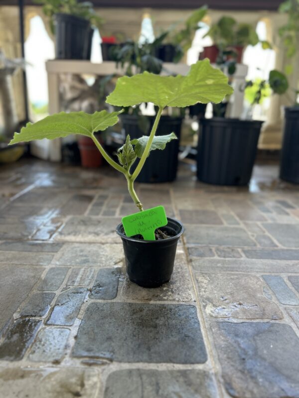 Planta Calabaza de invierno