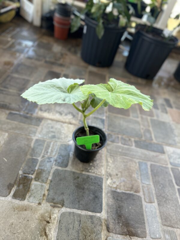 Planta Calabaza de invierno - Image 2