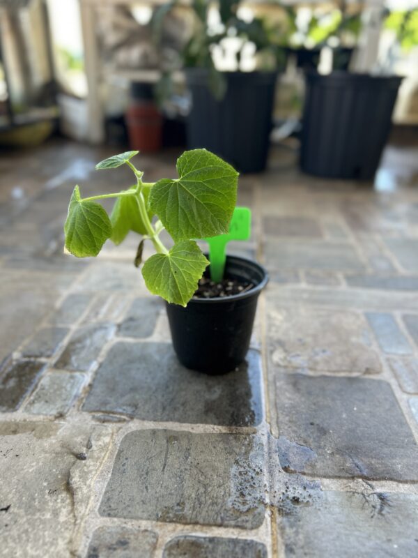 Planta pepino limón - Image 2