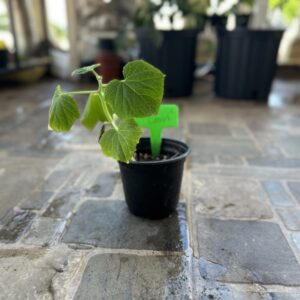 Planta pepino limón