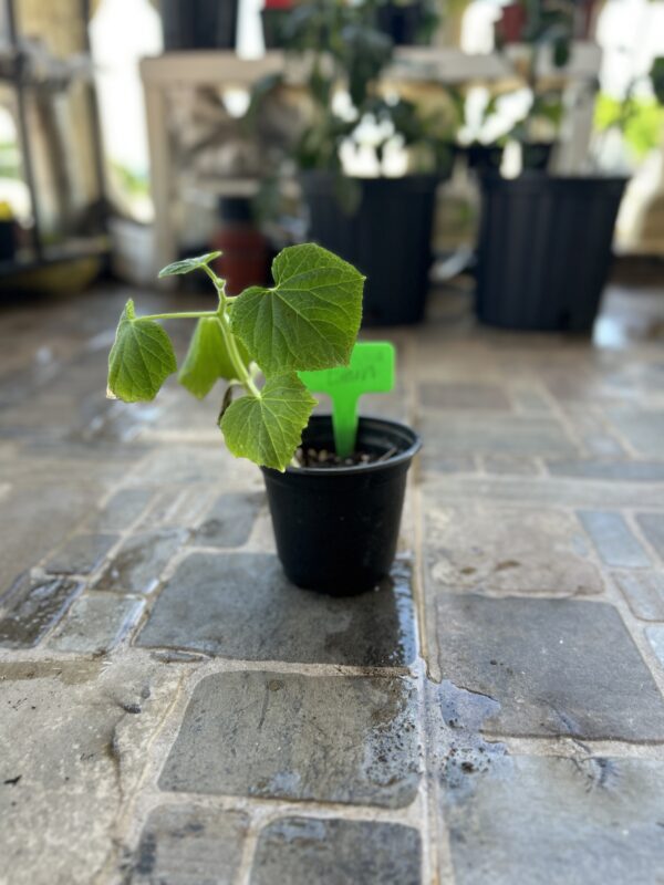 Planta pepino limón